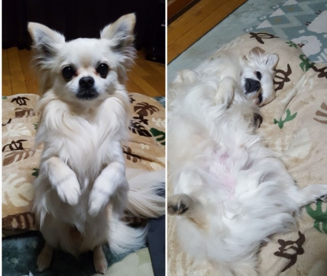 チワワ　癒し